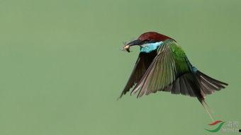 飞鸟尽良弓藏图片,历史变迁中的智慧与哲理